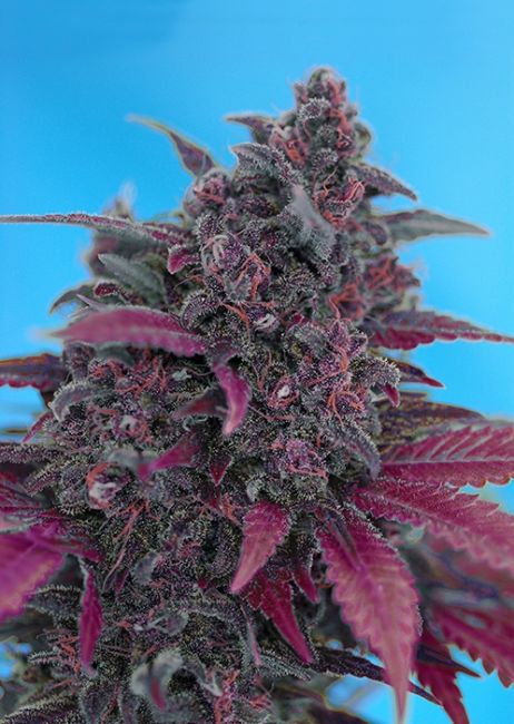 Sweet Seeds Dark Devil Auto Feminised Seeds