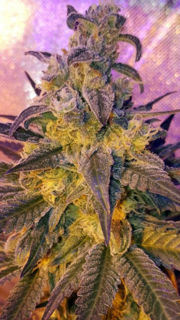 Lineage Genetics Sweet Peach Feminised Seeds