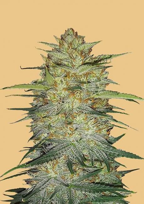 FastBuds Original OG Kush Auto Feminised Seeds