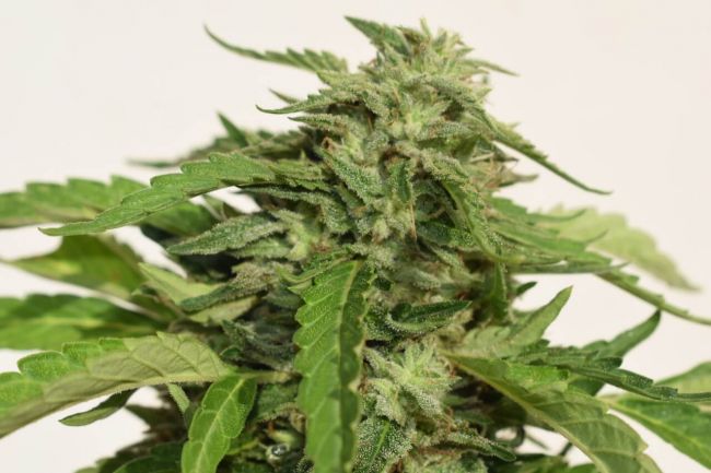 Garden Of Green Cheese Exodus Feminised Seeds