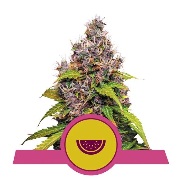 Royal Queen Seeds Watermelon Feminised Seeds