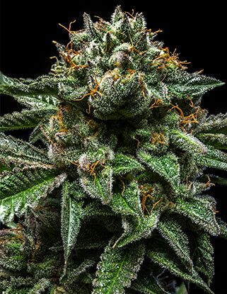 Ripper Seeds Chempie Feminised Seeds