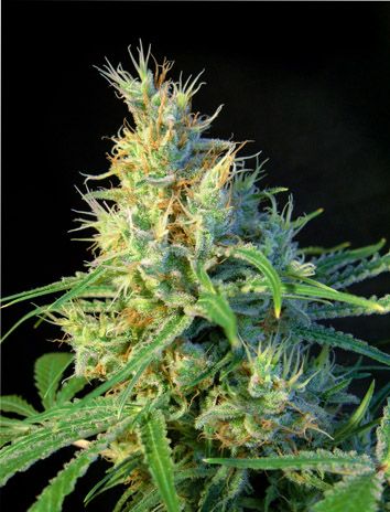 Sweet Seeds Psicodelicia Feminised Seeds