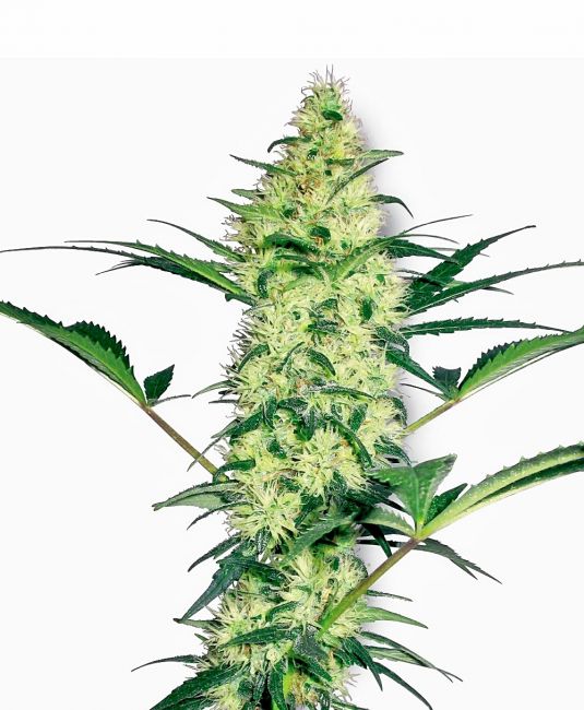 White Label Seed Company White Diesel Feminised Seeds