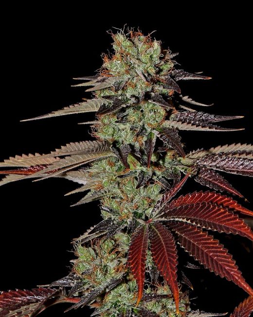 Greenhouse Seed Co. King's Kush Auto Feminised Seeds