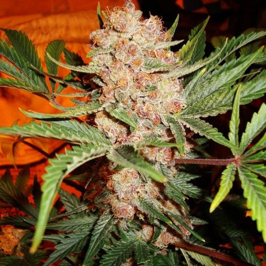 Nirvana Seeds Bubblelicious Feminised Seeds