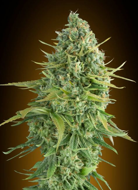 00 Seeds Do-Si-Dos Cookies Auto Feminised Seeds