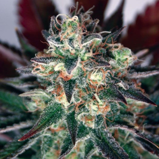 Garden Of Green Critical Relief CBD Feminised Seeds