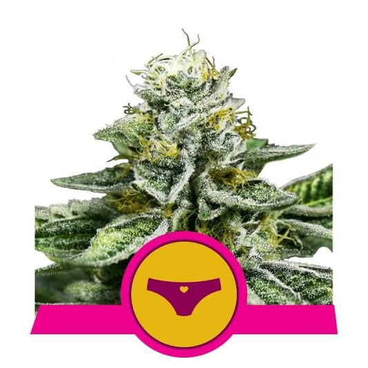 Royal Queen Seeds Sherbet Queen Feminised Seeds