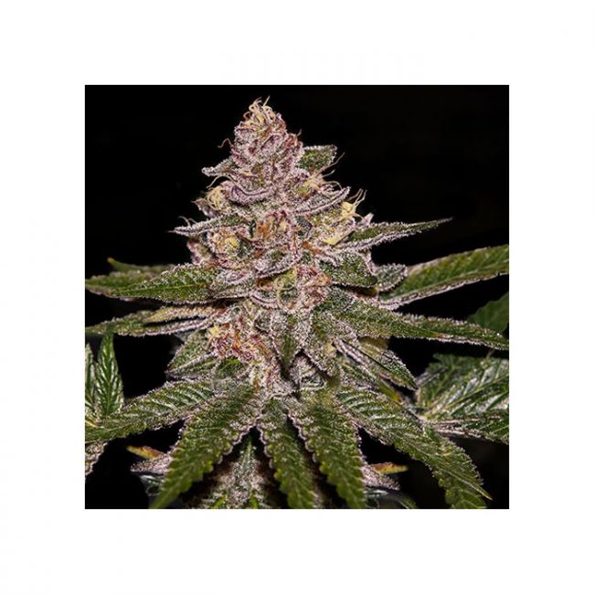 Ripper Seeds Radical Juice Feminised Seeds