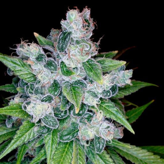 DNA Genetics Kandy Kush Feminised Seeds