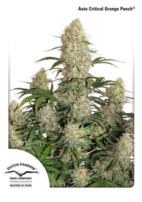 Dutch Passion Critical Orange Punch Auto Feminised Seeds