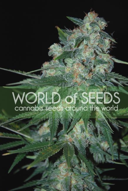 World of Seeds Ketama Feminised Seeds