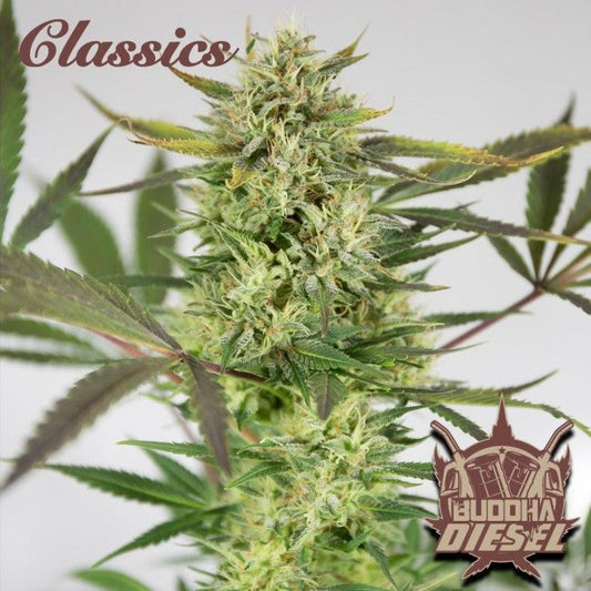 Buddha Seeds Buddha Classics Diesel Feminised Seeds