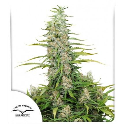 Dutch Passion C-Vibez Feminised Seeds