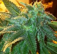 Cali Connection Alien OG Feminised Seeds