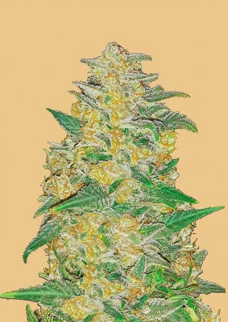 FastBuds Original AK Auto Feminised Seeds