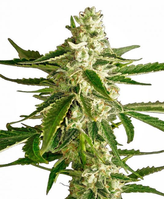 White Label Seed Company White Diesel Haze Auto Feminised Seeds