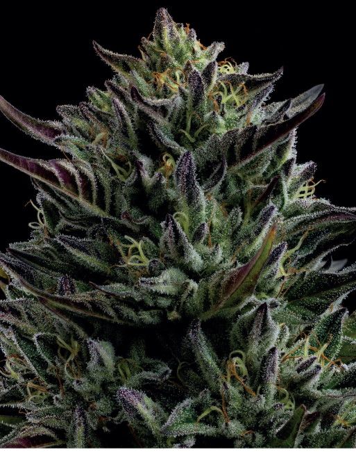 Humboldt Seed Co. California Octane Feminised Seeds