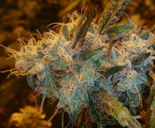 Lineage Genetics Candy Glue Auto Feminised Seeds