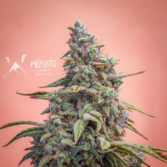 Mephisto Genetics Canna-Cheese CBD 1:1 Auto Feminised Seeds