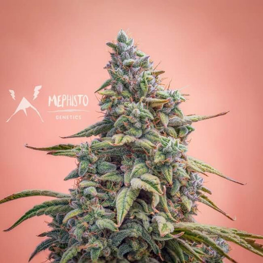 Mephisto Genetics Canna-Cheese CBD 1:1 Auto Feminised Seeds