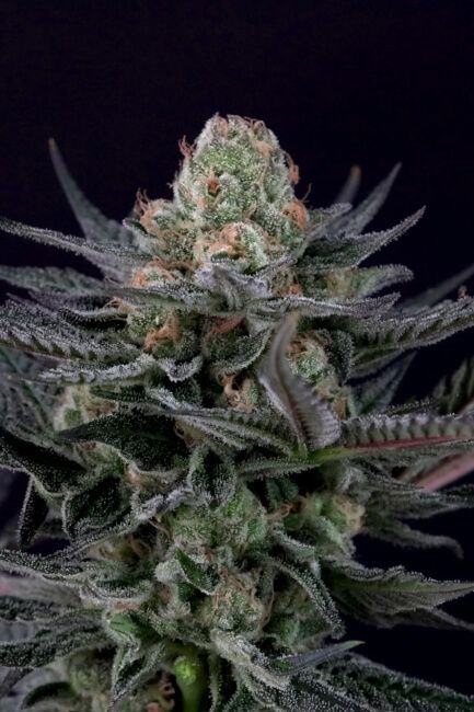 Paradise Seeds Caramba Feminised Seeds