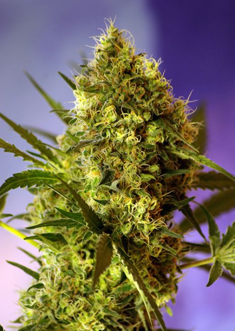 Sweet Seeds Big Devil Auto Feminised Seeds