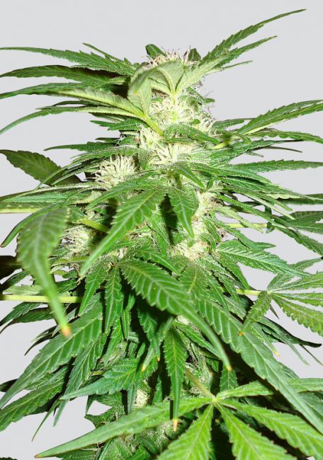 Nirvana Seeds Aurora Indica Regular Seeds