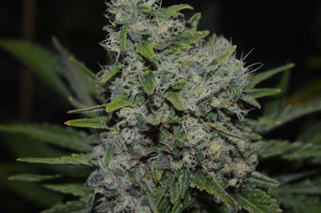 Lineage Genetics Black Zombie Feminised Seeds