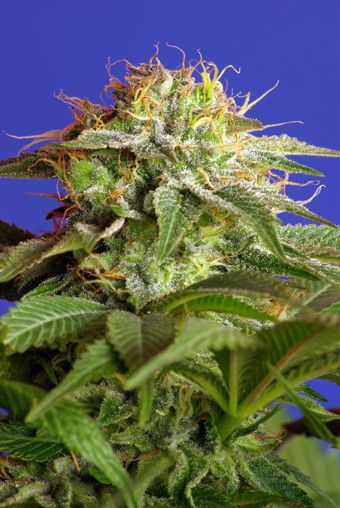 Sweet Seeds Green Poison Feminised Seeds