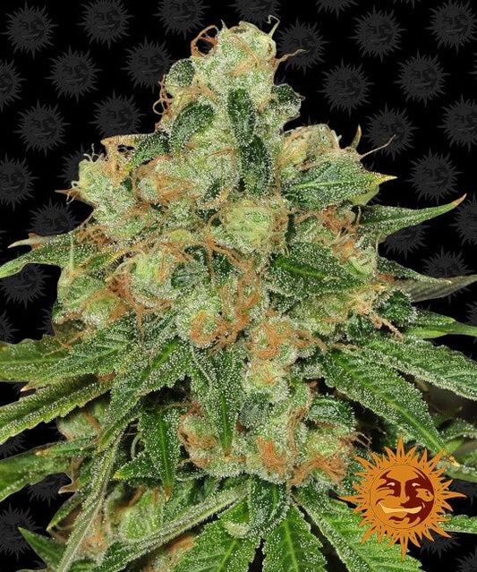 Barney's Farm Caramel CBD Regular Seeds