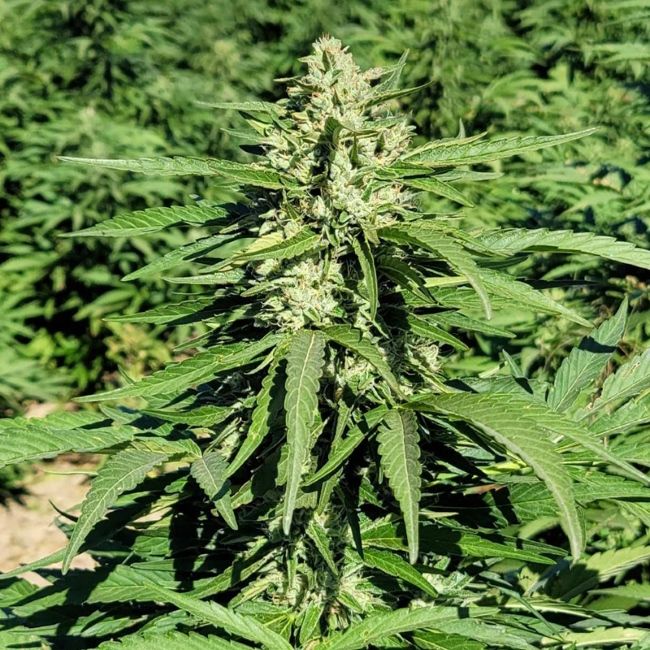 Trilogene Seeds Limonene CBG Feminised Seeds