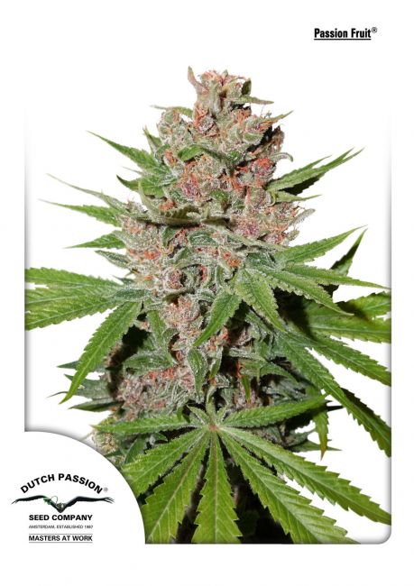 Dutch Passion Passion Fruit Feminised Seeds