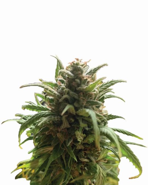 Nirvana Seeds Blue Dream Regular Seeds