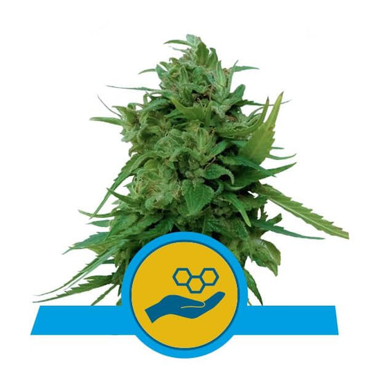 Royal Queen Seeds Solomatic CBD Auto Feminised Seeds