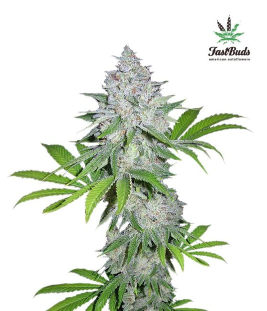 FastBuds Californian Snow Auto Feminised Seeds