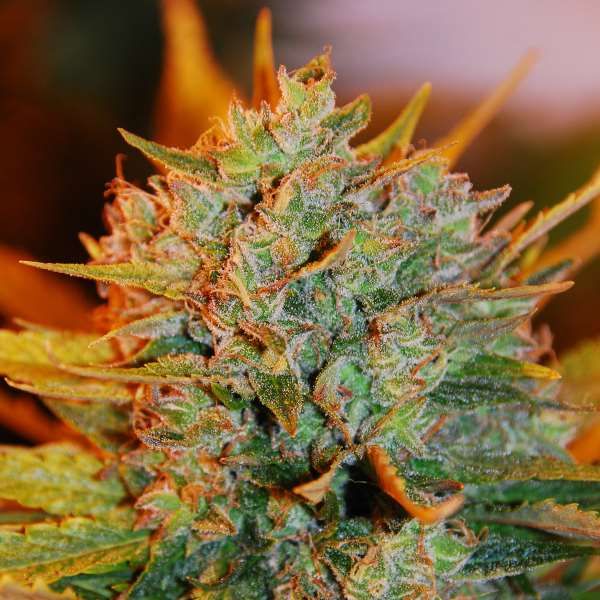 G13 Labs Gigabud Feminised Seeds