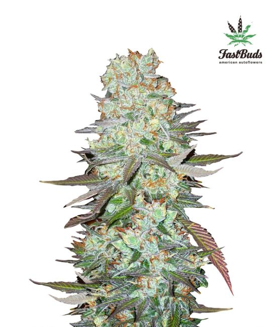 FastBuds G14 Auto Feminised Seeds