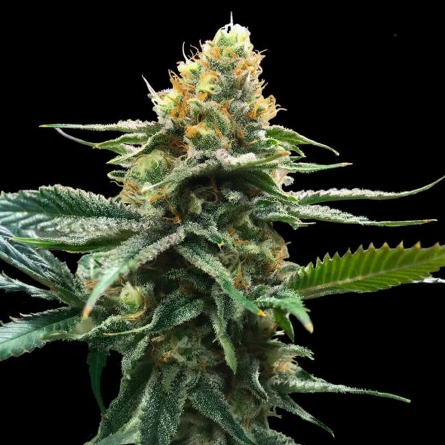 DNA Genetics Sour Sorbet Feminised Seeds (Sorbet Collection)