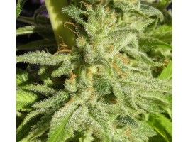 Ace Seeds Orient Express Feminised Seeds