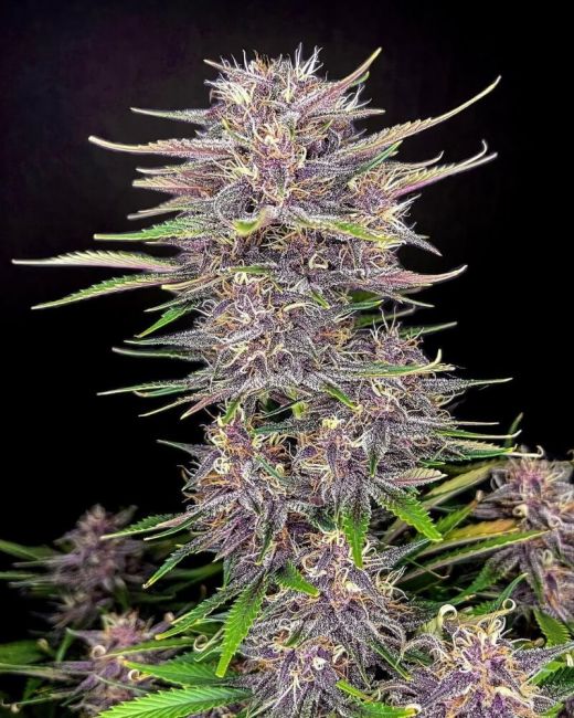 FastBuds Banana Purple Punch Auto Feminised Seeds