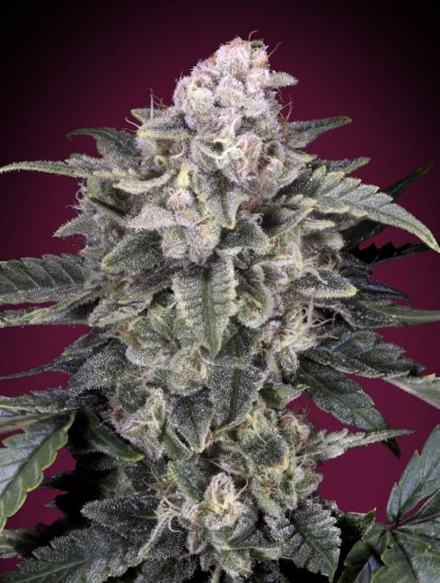 Advanced Seeds Slurricane Feminised Seeds