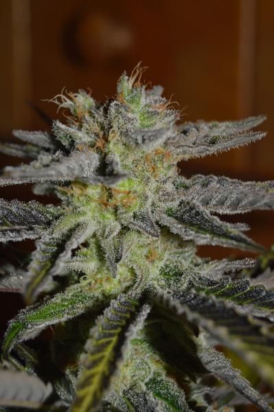 G13 Labs Double Black Feminised Seeds