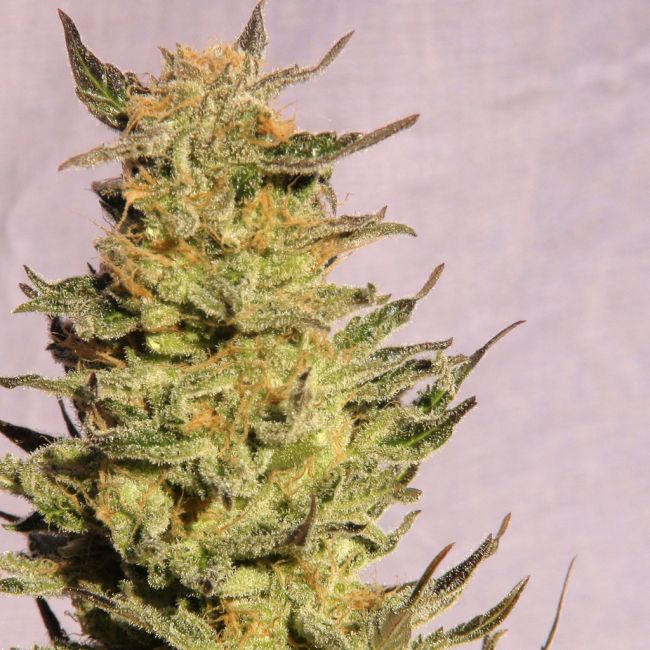 Kannabia Seeds Indica Cream (Kreamy Karamel) Feminised Seeds