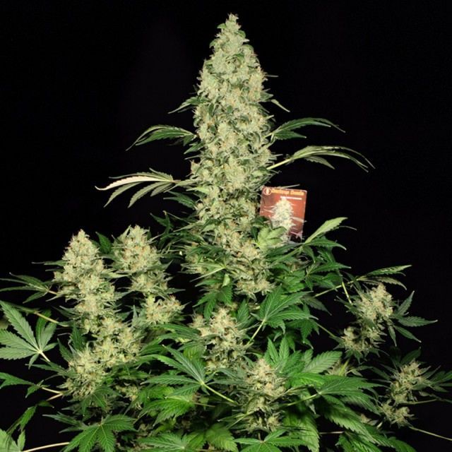 Serious Seeds AK47 Feminised Seeds