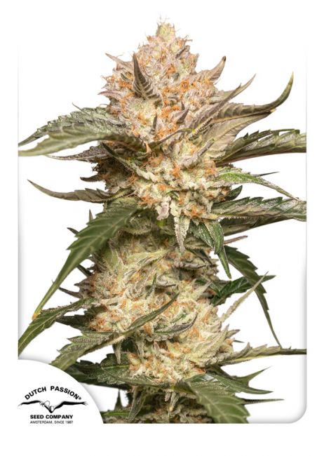 Dutch Passion Trichome & Cream Auto Feminised Seeds