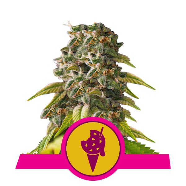 Royal Queen Seeds Cookies Gelato Feminised Seeds