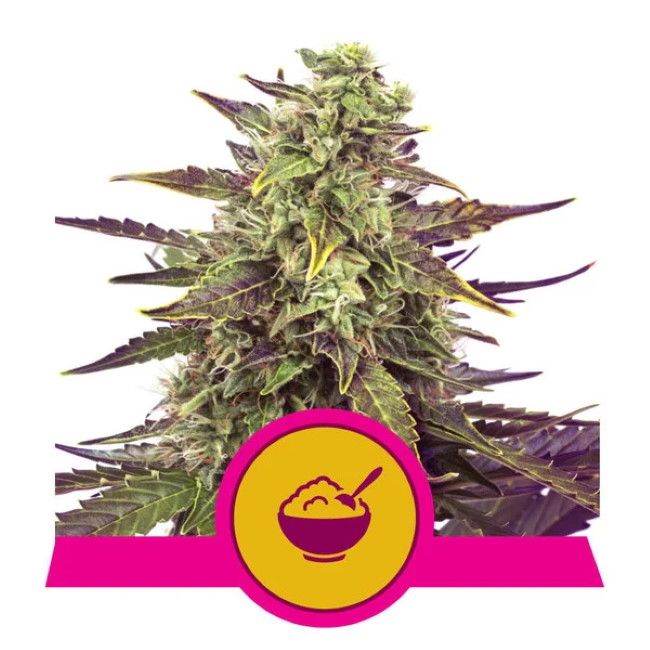 Royal Queen Seeds Cereal Milk Feminised Seeds