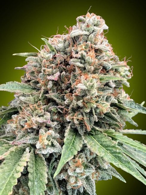 00 Seeds Sweet Critical 2.0 Feminised Seeds